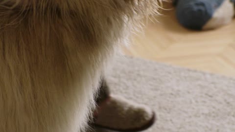 cute dog's very cute 🥰🥰🥰#shortvideo #tiktokvideo #tranding by cute Animals 🥰🥰