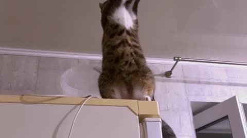 This cat is an expert electricians