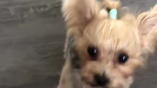 Adorable Yorkshire Terrier shows off her new tricks