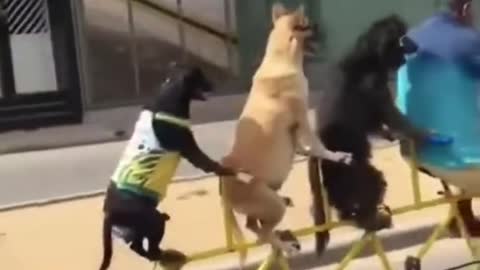 Cachorro andando de bicicleta animais engraçados 2021 - Impossível não rir #shorts