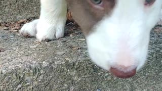 TIA, Terras first pup