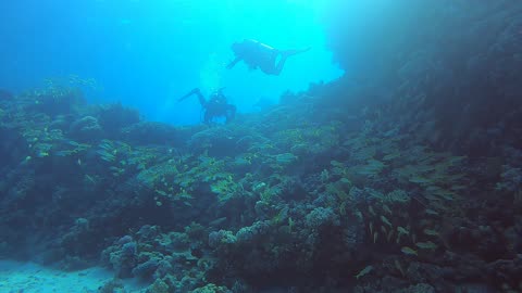 Red Sea SCUBA Diving Exploring Coral Heads 2