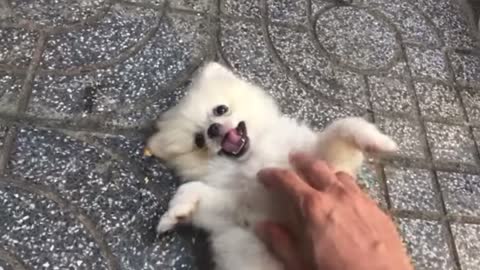 play with puppy