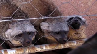 7 Bat Eared Foxes Growling at our Dog