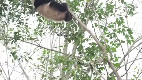 Kung Fu Panda