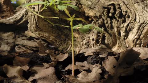 acorn germinating underground to oak seedling growing time