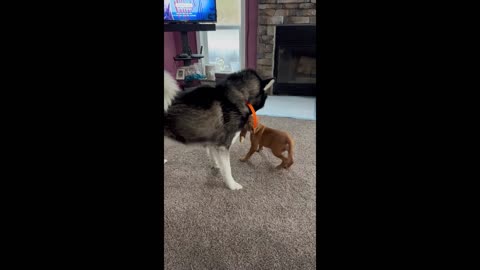 New Friends. Husky meets his new baby sister.