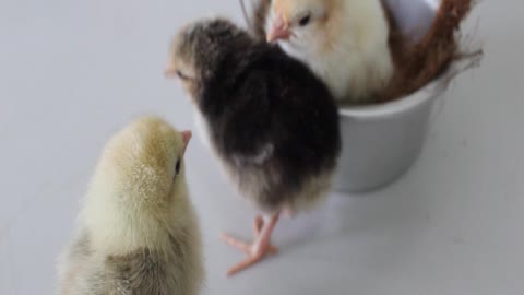 Close-up Video of three little Cute Chicks