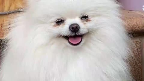 Cute Dog