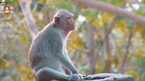 4K Quality Animal Footage - Monkeys Beautiful Scenes Episode 20 | Viral Monkey