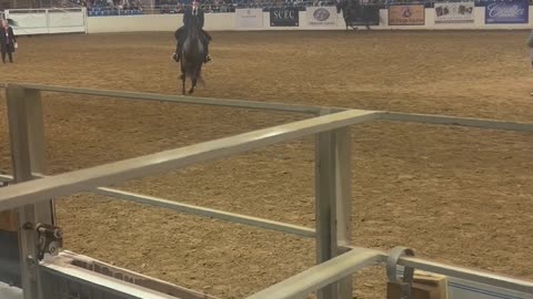 Arabian Horse Show