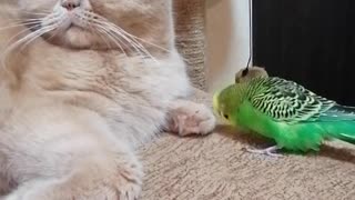 Кот и птица, милые животные