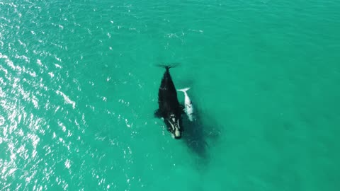 Southern Right Whale and White Calf (long video, but watch to the end for a great surprise)
