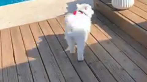 Puppy Tries out the Pool
