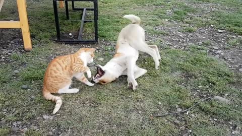 Cat and dog fight / Dog joked and cat took advantage of it