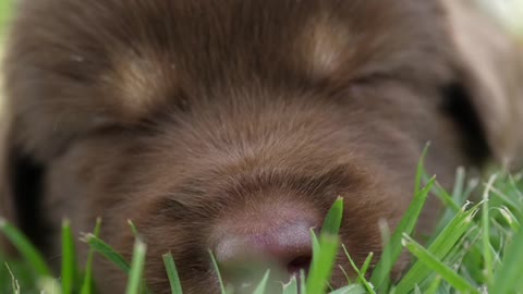 Baby Puppy sleeping in the park