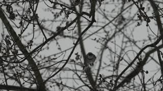 Blue Jays in the Snow