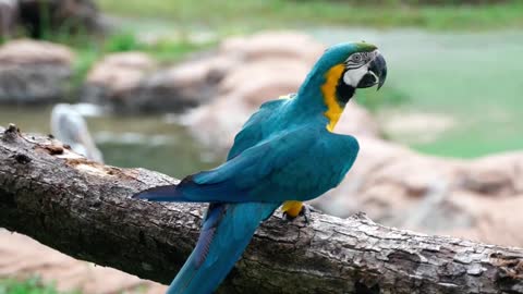 A Blue and Gold Macaw on Branch 1