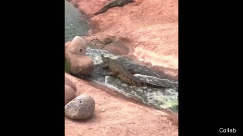 funny Crocodile.🐊🐊🤣