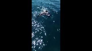 DYING MOTHER DOLPHIN NUDGING BABY DOLPHIN