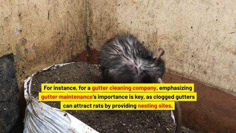 How Do You Get Rid of Rats?