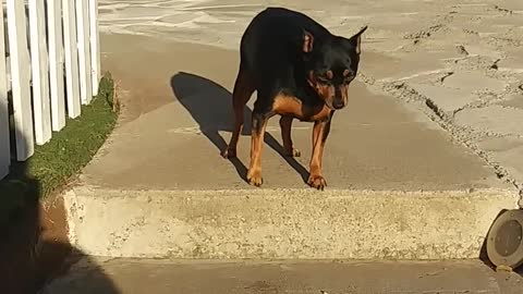 Dog Is Scared Because The Step Is To High