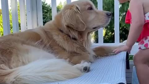 Dog loves to play with toddler and so do toddler