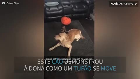 Cão imita Furacão Ophelia na sala de estar