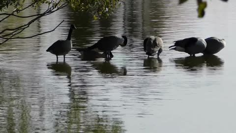 Winged Wonders: A Journey into the Avian World