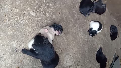 7 puppies want to sleep