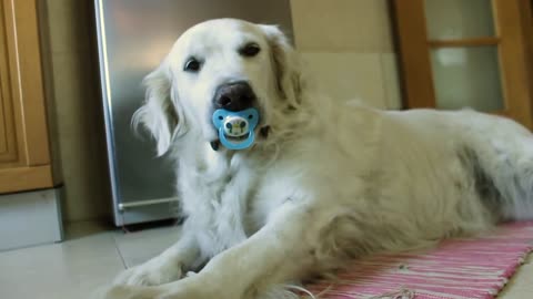 Golden Retriever refuses to give up pacifier