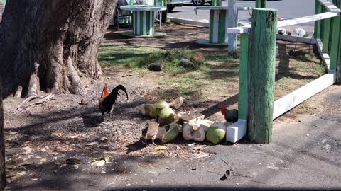 Chickens Eating Coconut
