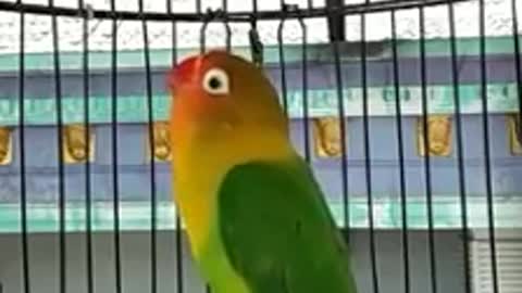 Parrot live in bedroom