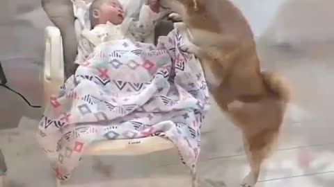 dog taking care of the baby
