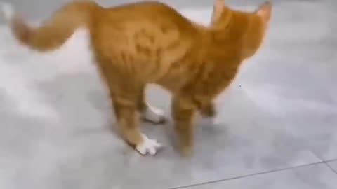Funniest cat videos on the internet || #shorts