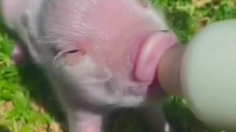 Adorable Teacup Pig Sips its Way into Your Heart!