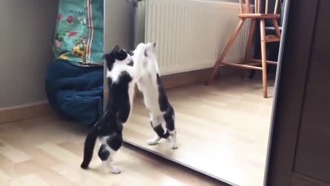 Funny Cat and mirror video