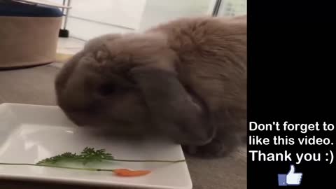 2021cute bunnies video clip