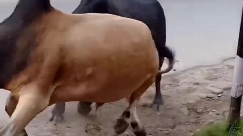 bull fight