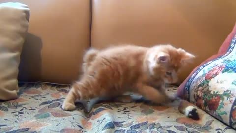 Little Kitten Playing His Toy Mouse in Home by sofa Cats are simply the funniest and most hilarious