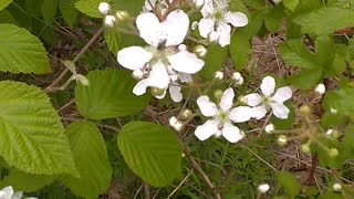 Blackberry Bush