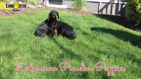 Beautiful Doberman Pinscher Puppies