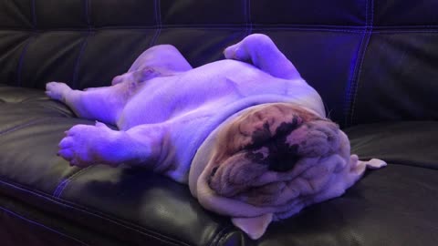 Bulldog takes a nap like a boss