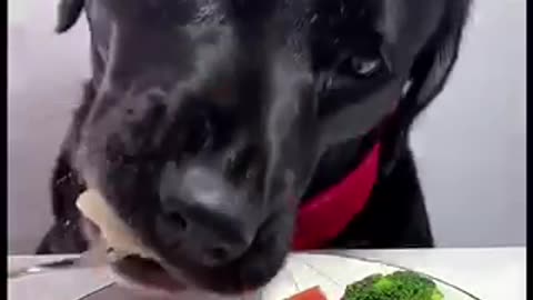 Dogs feed trending video