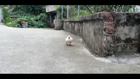 chubby baby duck