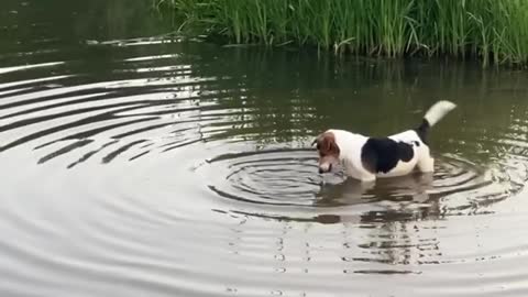 Dog tirelessly tries to catch fish in a pond