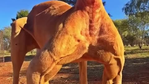 Kangaroo _ The Buff Marsupial