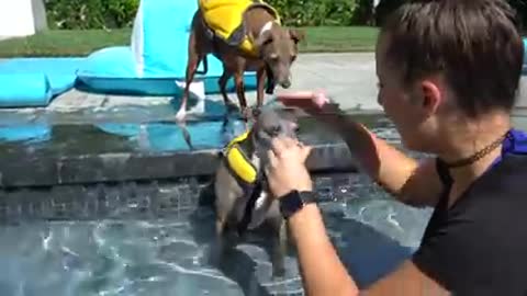 How to train your Dog and Puppy to swim