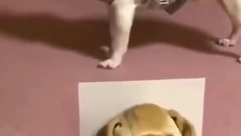 Adorable Cute And Funny videos