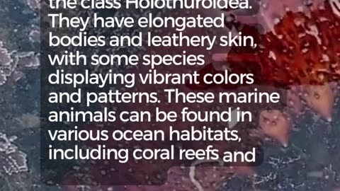"Amazing Sea Cucumber Facts: Nature's Underwater Wonder 🌊"